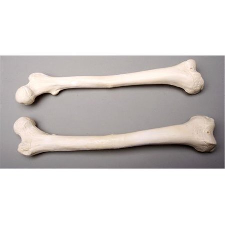 SKELETONS AND MORE Skeletons and More SM384DL Left Femur Bone SM384DL